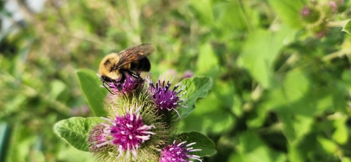 Two-spotted Bumble Bee