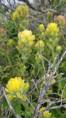 Castilleja wightii