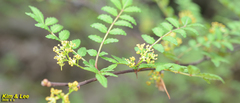 Zanthoxylum piperitum