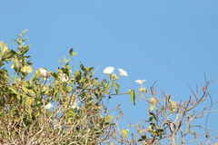 Ipomoea populina