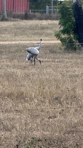Brolga