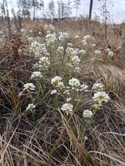 Noccaea cochleariformis