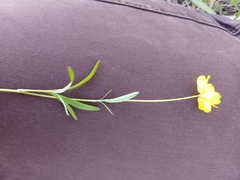 Ranunculus pedatus