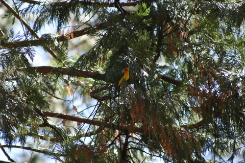 iNaturalist observation photo of Western Tanager