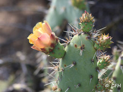 Opuntia