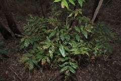 Flindersia australis, photograph (c) Greg Tasney, some rights reserved (CC BY-SA)