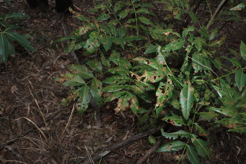 Flindersia australis, photograph 5
