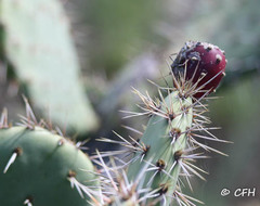 Opuntia