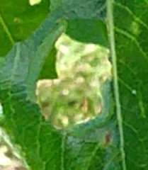 Pristiphora abbreviata