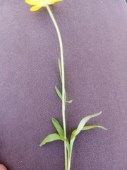 Ranunculus pedatus