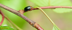 Smaragdina semiaurantiaca