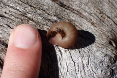 Helminthoglypta montezuma