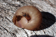 Helminthoglypta montezuma