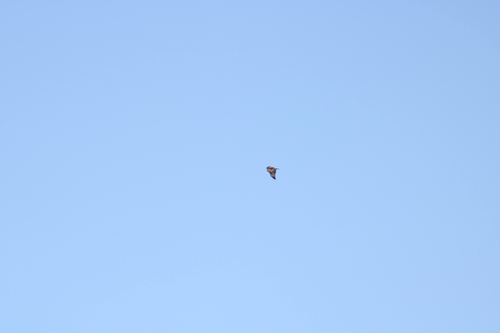 iNaturalist observation photo of Red-tailed Hawk