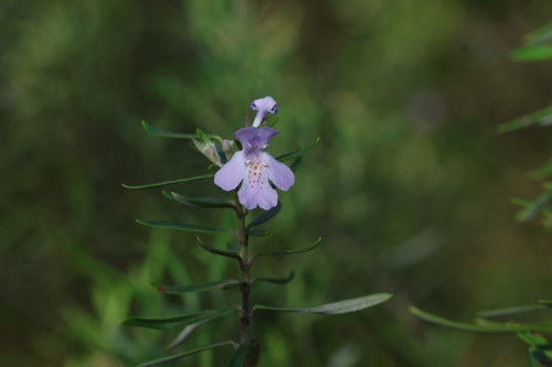 Native Rosemary