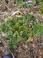 Heracleum sosnowskyi