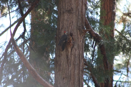 iNaturalist observation photo of Pileated Woodpecker