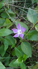 Vinca difformis difformis