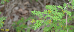 Zanthoxylum piperitum