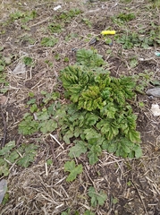 Heracleum sosnowskyi