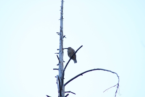 iNaturalist observation photo of Red-shouldered Hawk