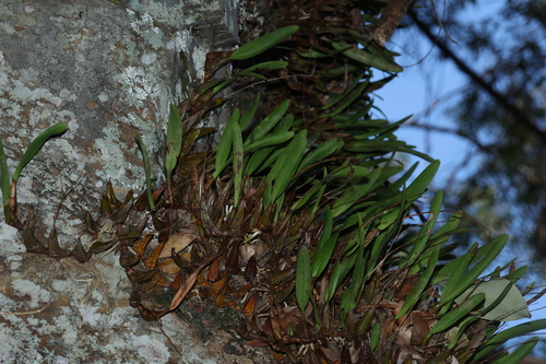 Dendrobium monophyllum, photograph 5
