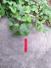 Acalypha pendula