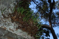Dendrobium monophyllum, photograph (c) Greg Tasney, some rights reserved (CC BY-SA)
