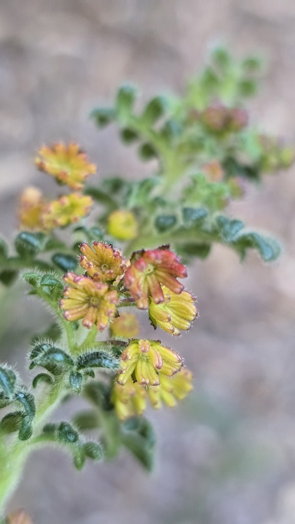 Dodonaea pinnata (Dodonaea pinnata)