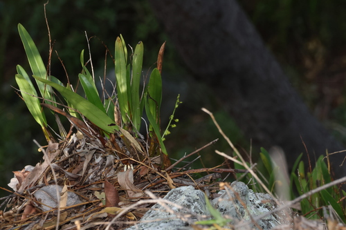 Dendrobium monophyllum, photograph 4