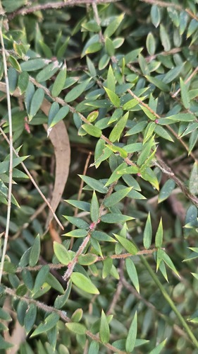 Acrotriche divaricata, photograph 6