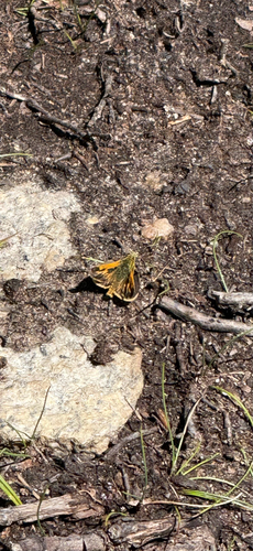 iNaturalist observation photo of Polites