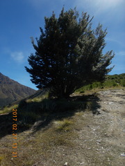 Nothofagus cliffortioides