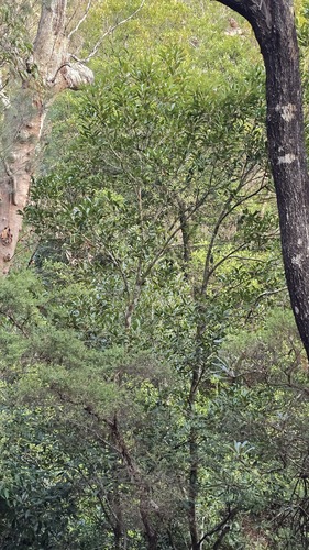 Ceratopetalum apetalum, photograph 6