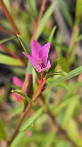 Crowea saligna, photograph 2