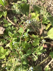 Trigonotis peduncularis