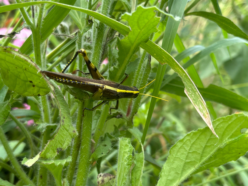 Obscure Bird Grasshopper