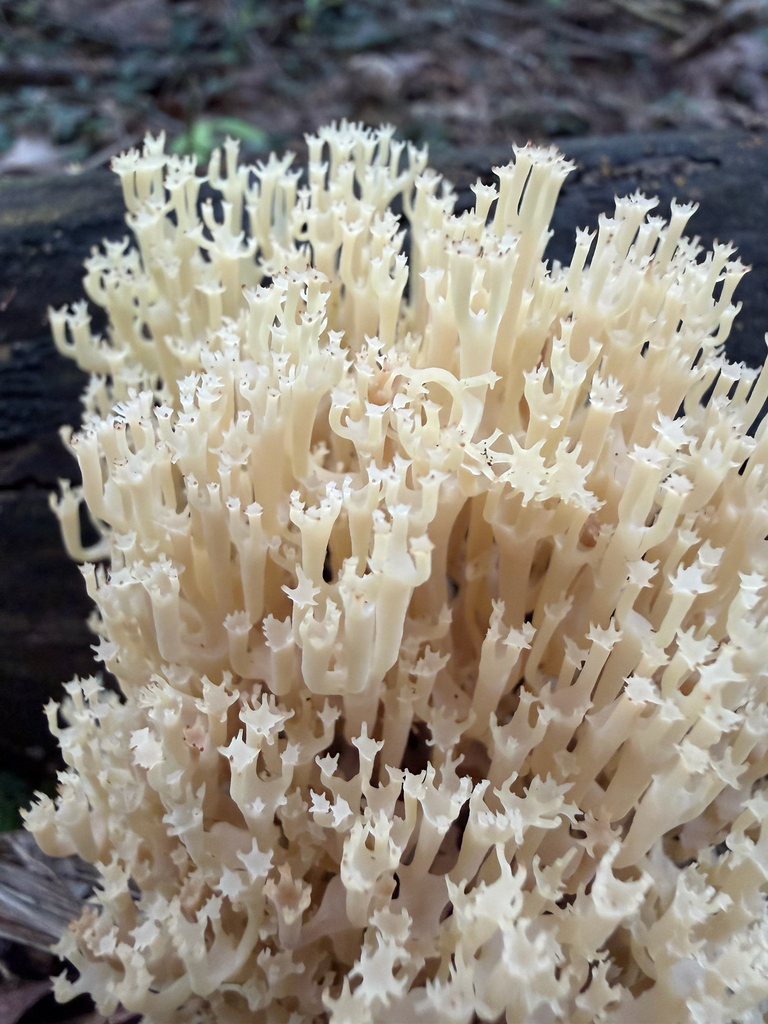 crown-tipped coral fungus · July 2026 · photo: Photo: (c) Jeff, some rights reserved (CC BY) · iNaturalist