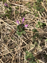 Lamium amplexicaule