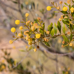 Acacia melleodora