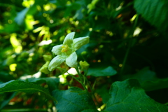 Bryonia cretica dioica