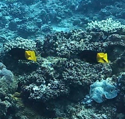 Bicolor Rabbitfish