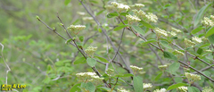 Viburnum lantana