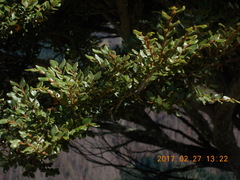 Nothofagus cliffortioides