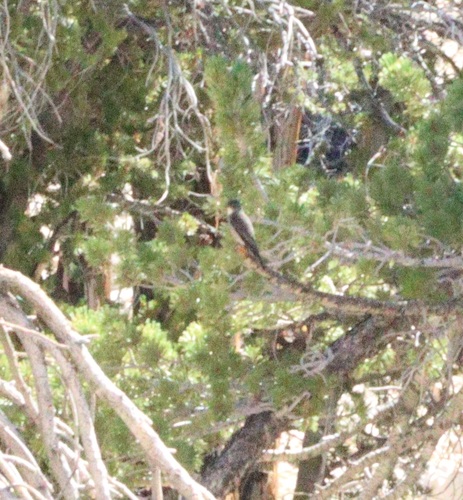 iNaturalist observation photo of Perching Birds