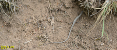 Takydromus wolteri