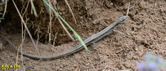 Takydromus wolteri