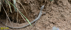 Takydromus wolteri