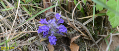 Ajuga multiflora