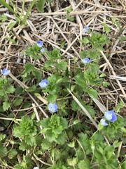 Veronica persica